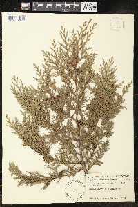 Chamaecyparis lawsoniana image