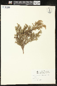 Chamaecyparis pisifera image