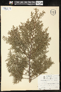 Chamaecyparis pisifera image