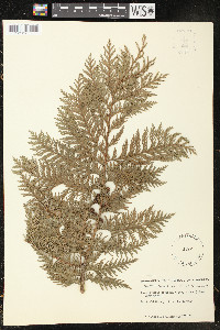 Chamaecyparis pisifera image