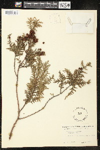 Chamaecyparis pisifera image