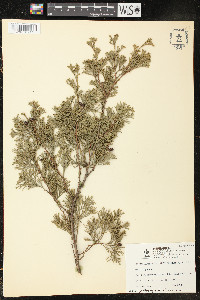 Chamaecyparis thyoides image