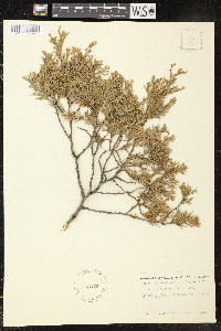 Chamaecyparis thyoides image