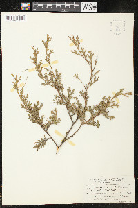 Chamaecyparis thyoides image
