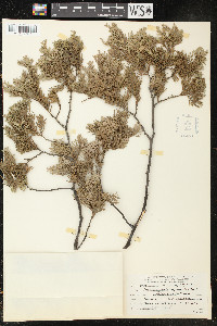 Chamaecyparis thyoides image