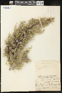 Cupressus arizonica image