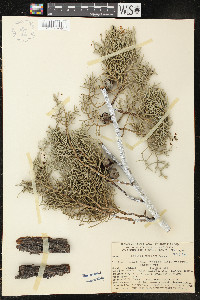 Cupressus arizonica image