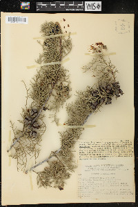 Cupressus arizonica image