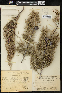 Cupressus arizonica image