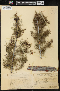 Cupressus bakeri image