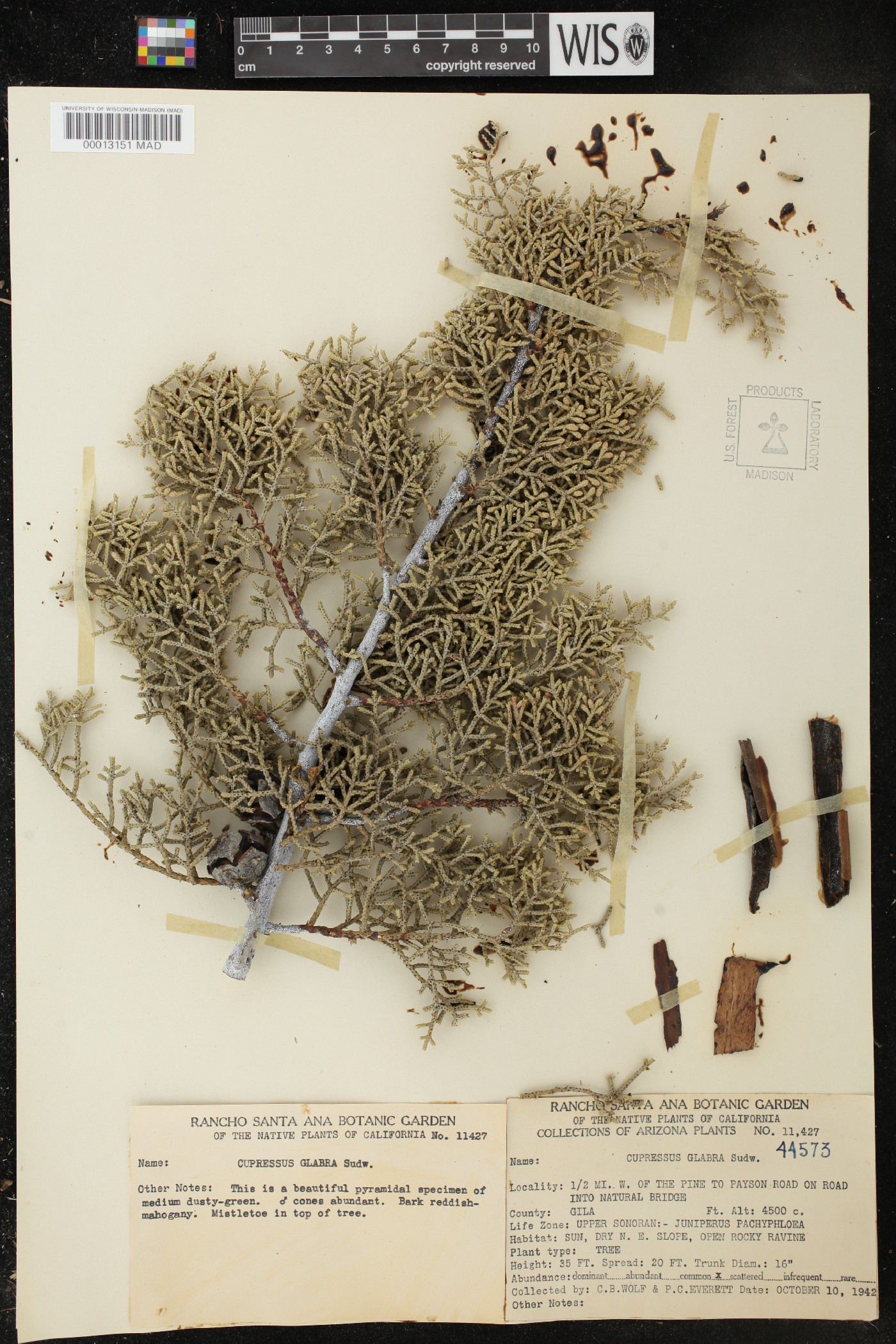 Cupressus arizonica subsp. arizonica image