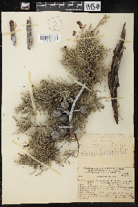 Cupressus arizonica subsp. arizonica image