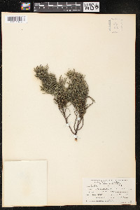 Cupressus macnabiana image