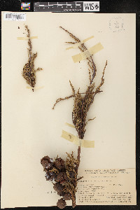 Cupressus macrocarpa image