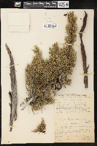 Cupressus nevadensis image