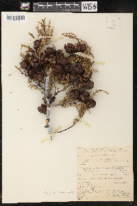 Cupressus sargentii image