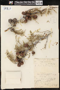 Cupressus sargentii image