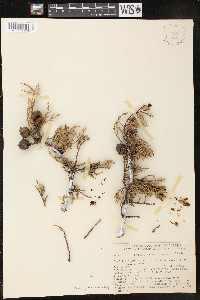 Cupressus sargentii image