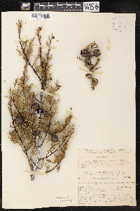 Cupressus sargentii image