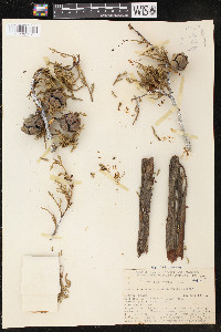 Cupressus sargentii image