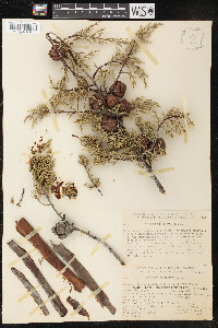 Cupressus sargentii image