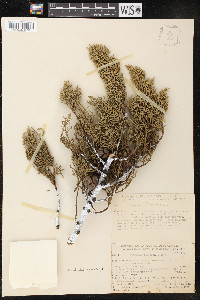 Cupressus sargentii image