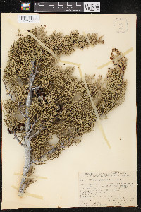 Cupressus arizonica image