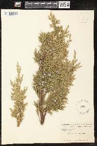 Juniperus chinensis image