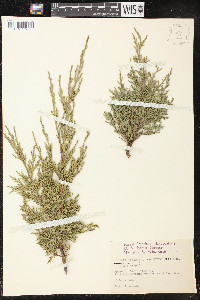 Juniperus chinensis image