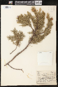 Juniperus deppeana image