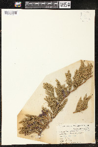 Juniperus horizontalis image