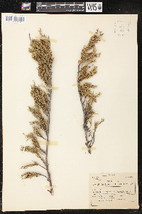 Juniperus horizontalis image