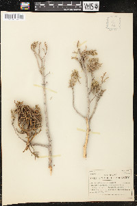 Juniperus monosperma image