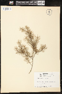 Juniperus rigida image