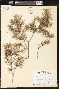 Juniperus rigida image
