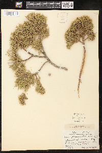 Juniperus osteosperma image