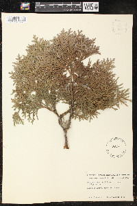 Thuja occidentalis image