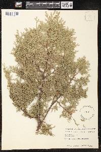 Platycladus orientalis image