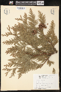 Thuja plicata image