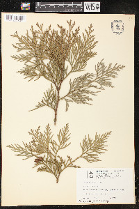 Thuja plicata image