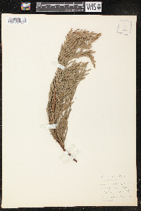 Thuja plicata image