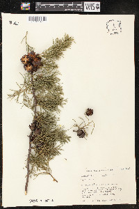 Cupressus lindleyi image