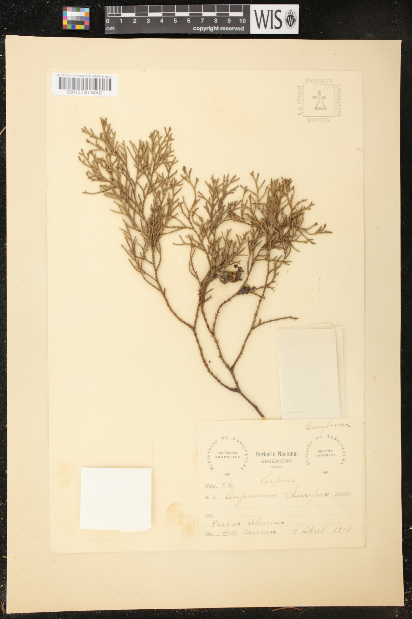 Juniperus poblana image