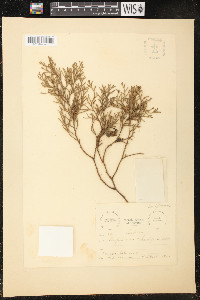 Juniperus poblana image