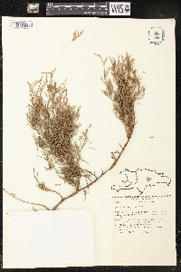 Juniperus gracilior image