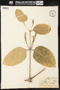 Gnetum gnemon var. gnemon image