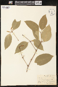 Gnetum gnemon var. gnemon image