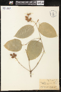 Gnetum gnemon var. gnemon image