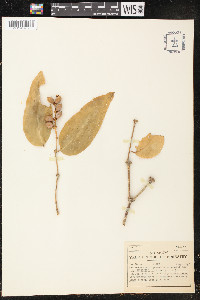 Gnetum gnemon var. gnemon image