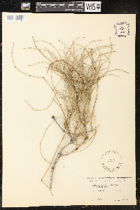 Ephedra nevadensis image